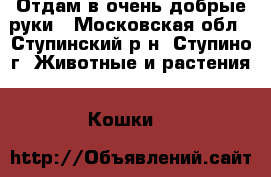 Отдам в очень добрые руки - Московская обл., Ступинский р-н, Ступино г. Животные и растения » Кошки   